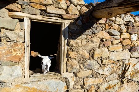 Bull skull on old wooden windoe in abandoned stone houseの写真素材
