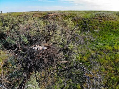 Nest of Long-legged Buzzard or Buteo rufinus on tree with nestlings