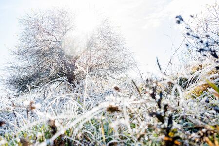 Sunny day in late fall countryside with dark tree and green grassの写真素材
