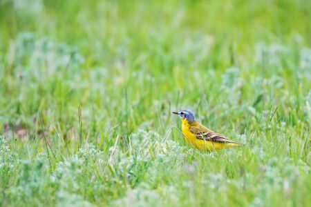 Close up beautiful male Western Yellow Wagtail or Motacilla flava walking in nature in river waterの写真素材
