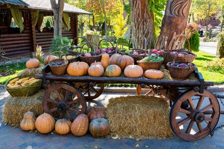 View of decorative cart with pile of ripe fresh pumpkins standing outdoors in a park. Haloween or Thanksgiving conceptの写真素材