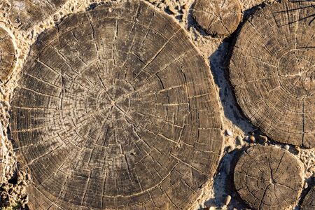 Background image of wooden stump top viewの写真素材