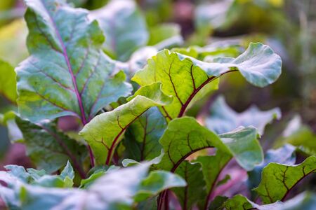 Close photo of beetroot plant leaves in garden