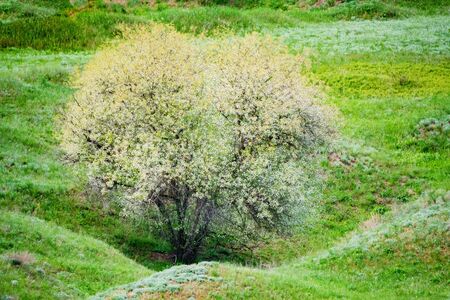 Lonely blossoming tree in spring steppe beautiful landscapeの写真素材
