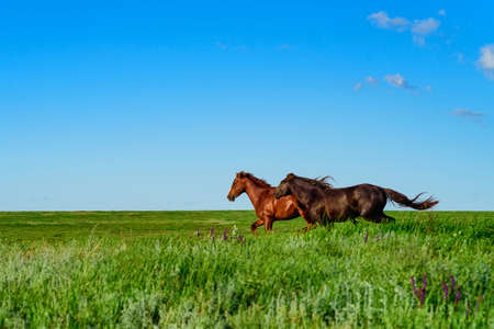 Wild horses galloping in the sunlit meadowの写真素材