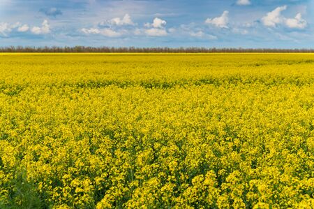 Field of bright yellow rapeseed in springの写真素材