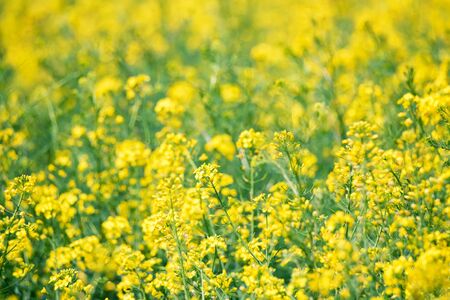 Field of bright yellow rapeseed in springの写真素材