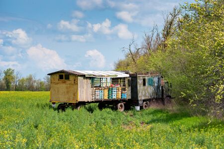 Colorful mobile beehive or apiary in blossoming field. Apiculture
