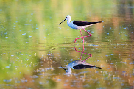 Black-winged stilt or Himantopus himantopus wades in marshlandの写真素材