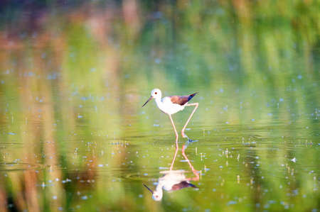 Black-winged stilt or Himantopus himantopus wades in marshlandの写真素材
