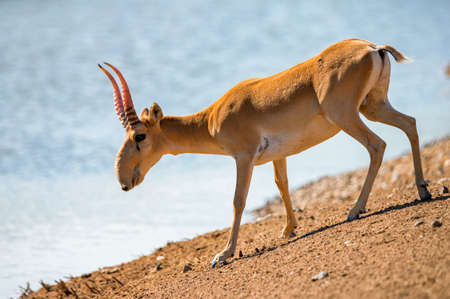 Saiga at a watering place drinks water during strong heat and drought.