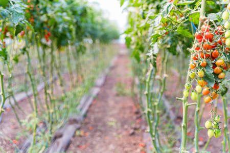 Close-up of cherry tomatoes cultivation in a greenhouseの写真素材