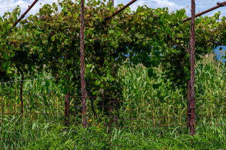 Beautiful old vineyard on sunny day in Abkhaziaの写真素材