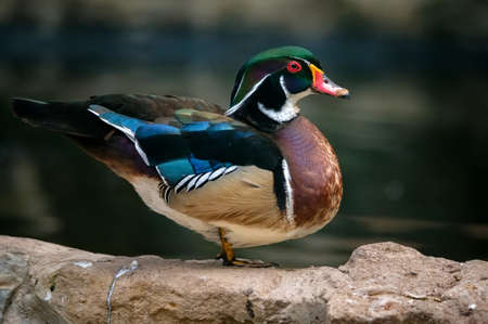 Close-up of wood duck or Carolina duck or Aix sponsaの写真素材