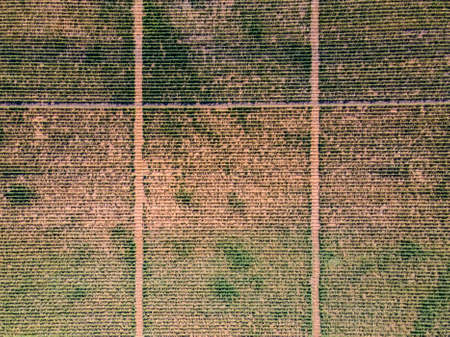 Aerial flat top view of a vineyard road in summer