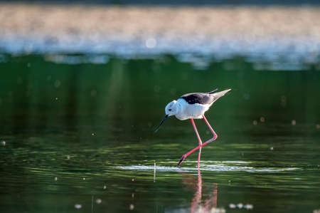 Black-winged stilt or Himantopus himantopus wades in marshlandの写真素材