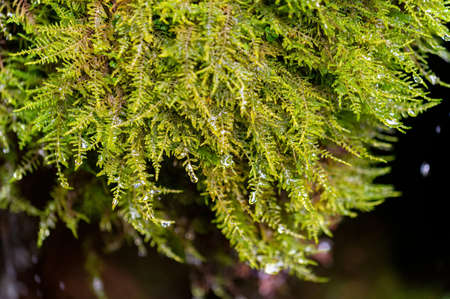 Close up water flow through the leaves of moss