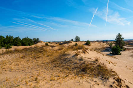Beautiful view on green pines in semi-desert in autumnの写真素材