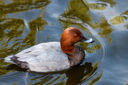 Male Common Pochard or Aythya ferina in waterの写真素材