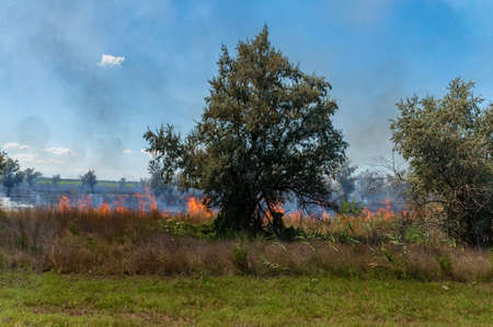 Strong smoke and fire in summer steppe behind the treesの写真素材