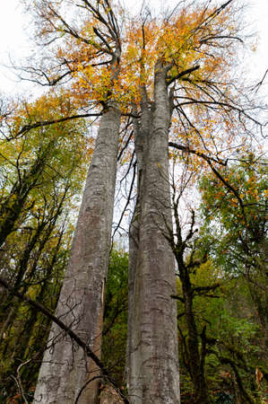 Bottom view of a Beech or Fagus tree