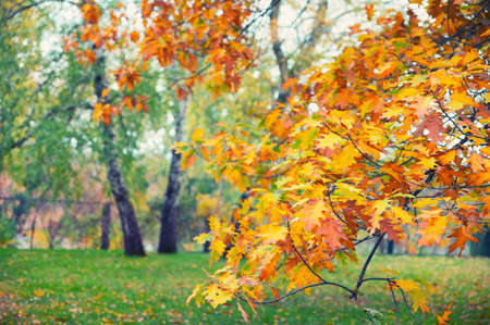 Close up of colorful autumn leaves on tree
