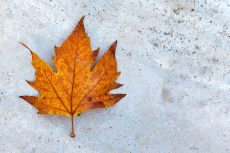 Single yellow autumn maple leaf over white marble backgroundの写真素材