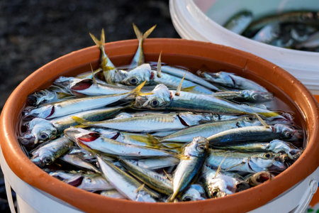 Freshly caught fish in a bucket of water at the Istanbul market