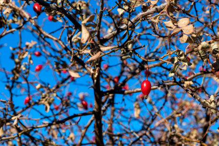 Close up of dog rose fruits in winter against the blue skyの写真素材