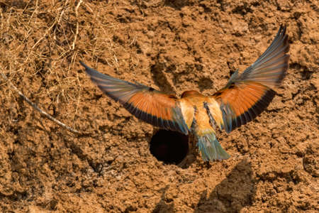 Back view European bee-eater or Merops apiaste flies up to its holeの写真素材