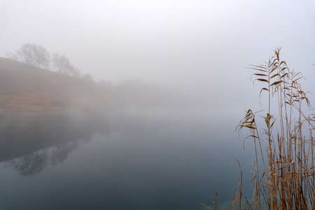Beautiful landscape with reed on the shore of a misty riverの写真素材
