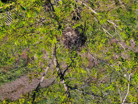 Close up of empty nest in tree branches