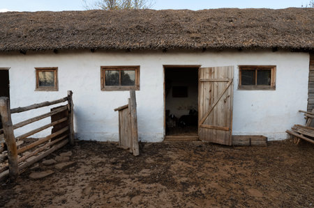 Several sheeps in cossacks sheepfold on Don, Russia