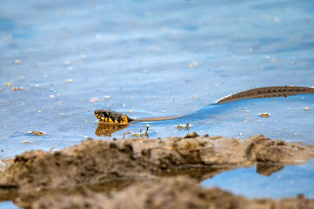 Hunting grass snake swims in water. Closeupの写真素材
