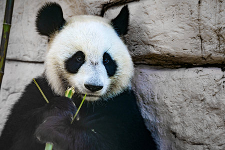 Close up of Giant panda eats some bamboo stickの写真素材
