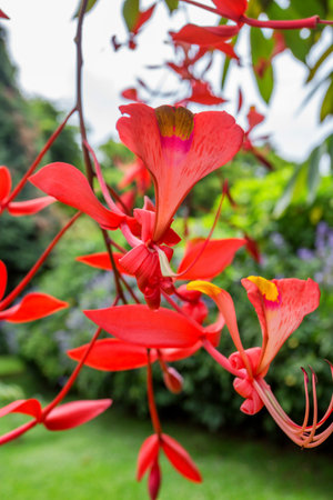 Close up of Amherstia nobilis or Pride of Burma in beautiful parkの写真素材