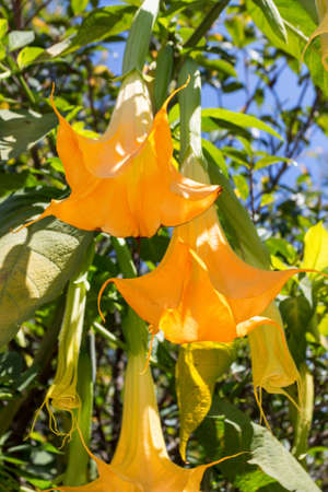 Close up of yellow Brugmansia or angels trumpetsの写真素材
