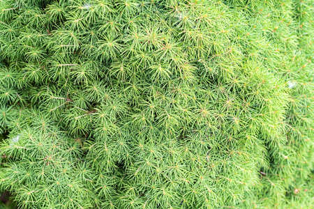 Close up green texture of Kochia under sun