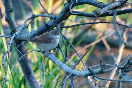 Lesser whitethroat or Sylvia curruca in the nature