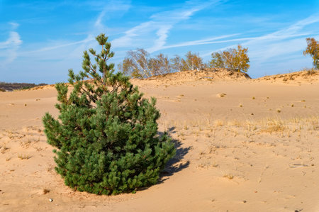 Yellow birch trees and green pines in semi-desert in autumnの写真素材