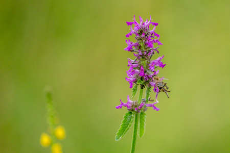 Close up of Betonica officinalis or Stachys officinalis commonly known as common hedgenettle, betony, purple betony, wood betony, bishopwort, or bishops wortの写真素材
