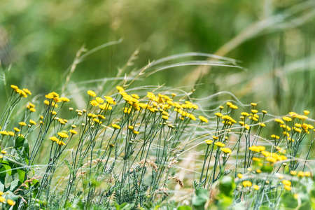 Close up of yellow Tanacetum achilleifolium among lush meadowの写真素材