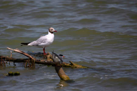 Close up of Black-headed Gull on the seaside