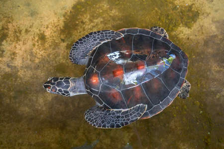Close up of Green sea turtle or Chelonia mydas
