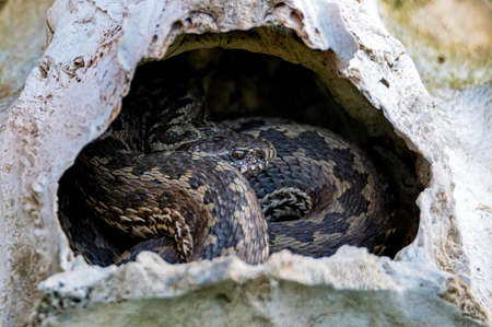 Close-up Middle Viper or Vipera renardi in a small stone cave