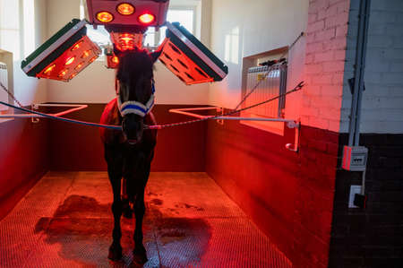 Front view of horse under light therapy in solariumの写真素材