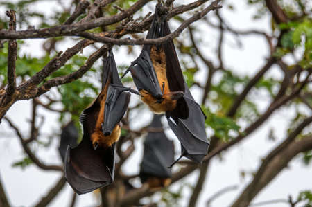 Indian flying-foxes or Pteropus medius hanging in a tree