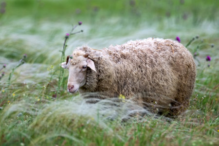 Sheep grazing in a field or steppeの写真素材