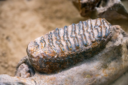 Mammuthus primigenius.Iower tooth from a Woolly Mammoth.の写真素材