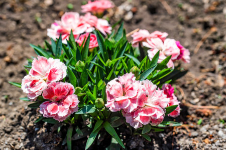 Dianthus or Carnation. Pink and white flowers in the yard.の写真素材
